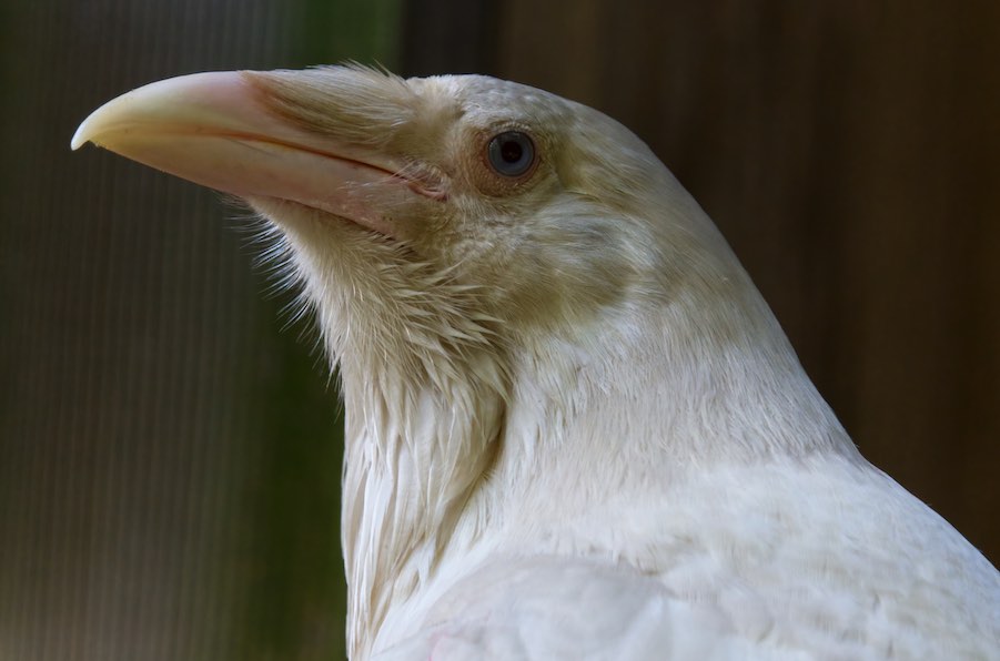 White Raven